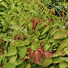 Epimedium rubrum - Bishops Hat