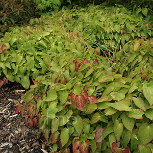 Epimedium rubrum (Bishops Hat)