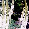 Eremurus himalaicus - Foxtail Lily, Eremurus