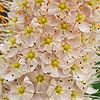 Eremurus robustus - Foctail Lily, Eremurus