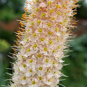 Eremurus robustus (Foctail Lily, Eremurus)