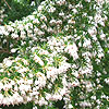 Erica arborea - Alpina - Tree Heather