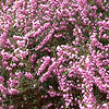 Erica x darleyensis - Arthur Johnson - Heather