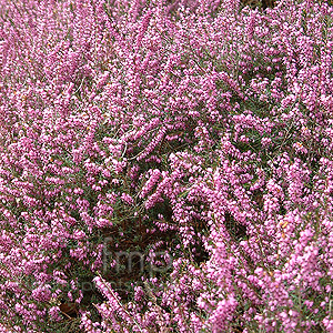 Erica x darleyensis - 'Arthur Johnson' (Heather)