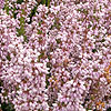 Erica cinerea - Hookstone Lavender