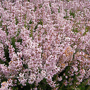 Erica cinerea - 'Hookstone Lavender'