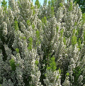 Erica lusitanica (Tree Heather)