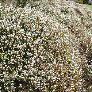 Erica x darleyensis - 'Silberschmelze'