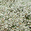 Erica carnea - Springwood White - Heather