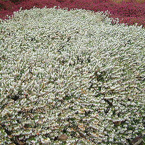 Erica carnea - 'Springwood White' (Heather)