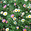 Erigeron karvinskianus - Fleabane