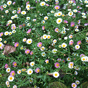 Erigeron karvinskianus (Fleabane)