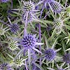 Eryngium tripartitum - Eryngium