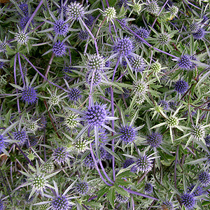 Eryngium tripartitum (Eryngium)