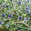 Eryngium planum - Blackappe - Eryngium