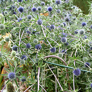 Eryngium planum - 'Blackappe (Eryngium)