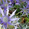 Eryngium bougatti - Picos Blue - Eryngium