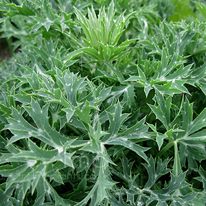 Eryngium bourgatii (Sea Holly, Eryngium)