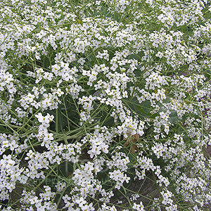 Eryngium exemum