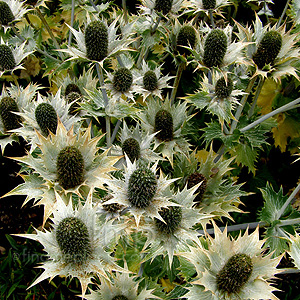 Eryngium giganteum (Eryngium)