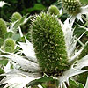 Eryngium giganteum - Silver Ghost - Sea Holly, Eryngium