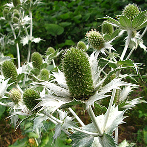 Eryngium giganteum - 'Silver Ghost' (Sea Holly, Eryngium)