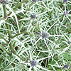 Eryngium tricuspidatum - Sea Holly