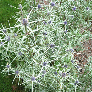 Eryngium tricuspidatum (Sea Holly)