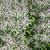 Eryngium variifolium - Compact Sea Holly