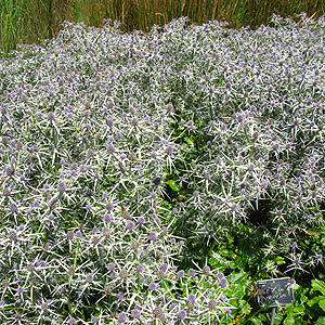 Eryngium variifolium (Compact Sea Holly)