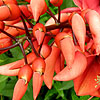 Erythrina crista-galli - Coral Tree