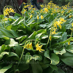 Erythronium tuolumnense