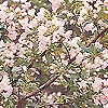 Escallonia - Apple Blossom - Escallonia