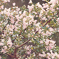 Escallonia - 'Apple Blossom' (Escallonia)
