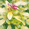 Escallonia laevis - Gold Ellen