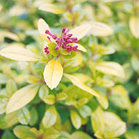 Escallonia laevis - 'Gold Ellen'