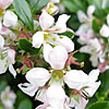 Escallonia - Apple Blossom - Escallonia