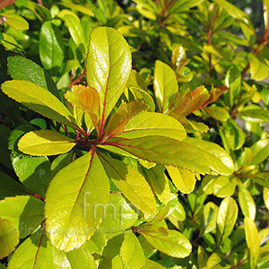 Escallonia laevis - 'Gold Ellen' (Escallonia)