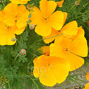 Escholtzia californica (Californian Poppy, Escholtzia)