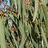 Eucalyptus chapmaniana