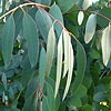 Eucalyptus perriniana - Spinning Gum