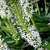 Eucomis comosa - Eucomis