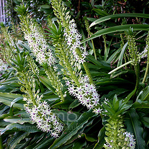 Eucomis comosa (Eucomis)