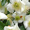 Eucryphia glutinosa