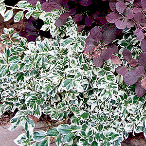 Euonymus fortunei - 'Silver Queen'