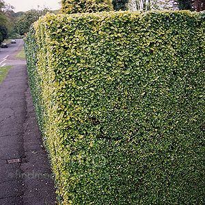 Euonymus ovalifolium (Ornamental Spindle)