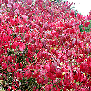 Euonymus alatus - 'Apterus'