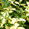 Euonymus fortunei - Blondy