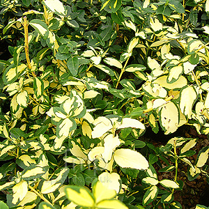 Euonymus fortunei - 'Blondy'