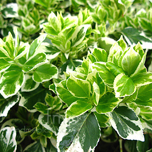 Euonymus fortunei - 'emerald Gaiety '